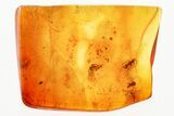 Fossil Dark-Winged Fungus Gnat Swarm (Sciaridae) In Baltic Amber #381244-1